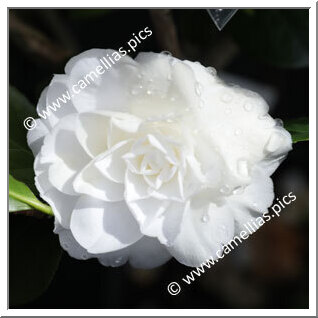 Camellia Japonica 'Ochroleuca'