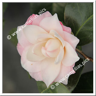 Camellia Japonica 'October Affair'