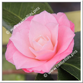 Camellia Japonica 'October Affair'