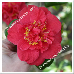 Camellia Japonica 'Odoratissima'