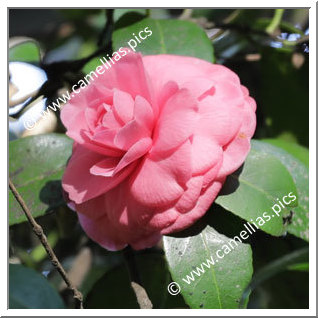 Camellia Japonica 'Monsieur d'Offoy'