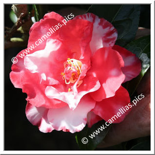 Camellia Japonica 'Oimatsu'
