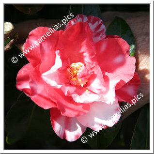 Camellia Japonica 'Oimatsu'