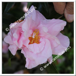 Camellia Hybride C.reticulata 'Oiran'