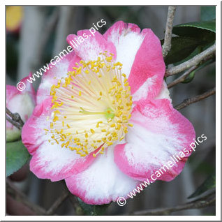 Camellia Higo Camellias 'Ôkan'