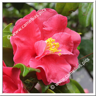 Camellia Japonica 'Okesa-bayashi'