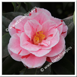 Camellia Japonica 'Oki-no-nami'