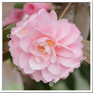 Camellia Hybride 'Ole'
