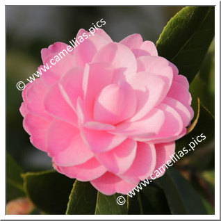 Camellia Hybrid 'Ole'