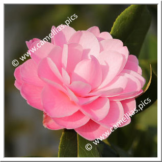 Camellia Hybrid 'Ole'