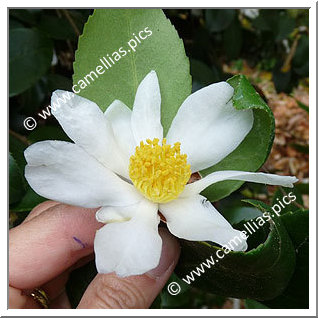 Camellia Species C. oleifera