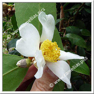 Camellia Botanique 'C. oleifera'