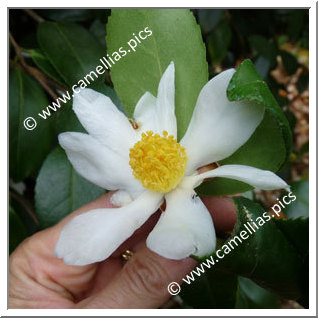 Camellia Species 'C. oleifera'