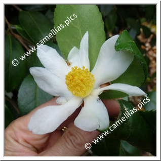 Camellia Species C. oleifera