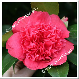 Camellia Japonica 'Olive Honnor'