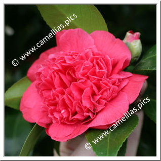 Camellia Japonica 'Olive Honnor'