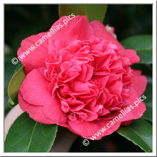 Camellia Japonica 'Olive Honnor'