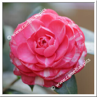 Camellia Japonica 'Omer Pacha'