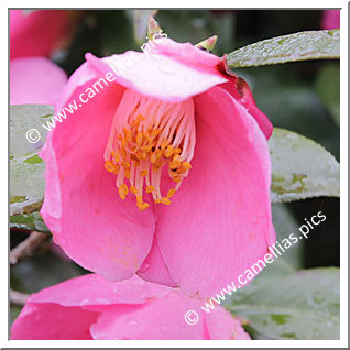 Camellia Hybrid 'Ômi-akebono'