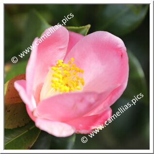 Camellia Hybride 'Ômi-akebono'