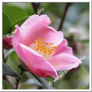 Camellia Hybride 'Ômi-akebono'