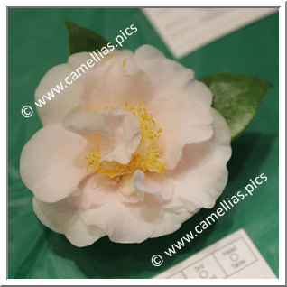 Camellia Japonica 'One Alone'