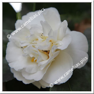 Camellia Japonica 'Onetia Holland'