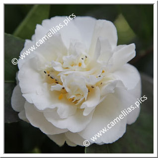 Camellia Japonica 'Onetia Holland'