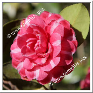 Camellia Japonica 'Onore del Monte'