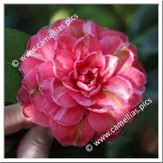 Camellia Japonica 'Onore del Monte'