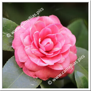 Camellia Japonica 'Onore del Monte'