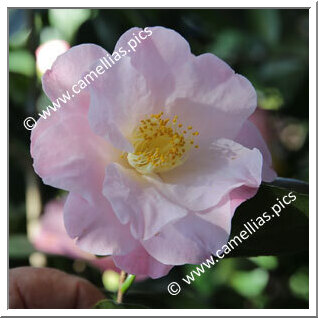 Camellia Japonica 'Oost-Wlaamse Heerlijkheid'