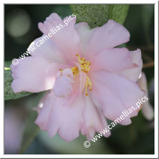 Camellia Sasanqua 'F.L.M. Opale'