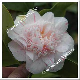 Camellia Japonica 'Optima'