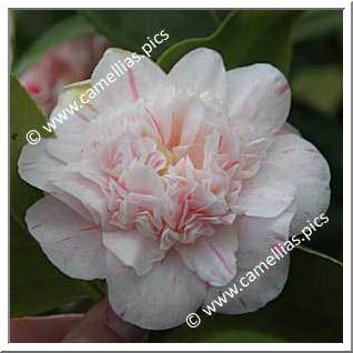 Camellia Japonica 'Optima'