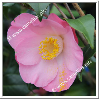 Camellia Japonica 'Ôran'