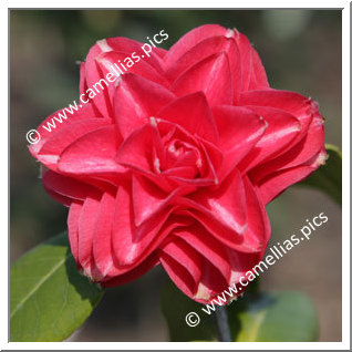 Camellia Japonica 'Orandakô'