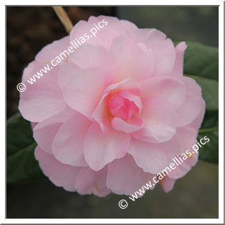 Camellia Hybride C.x williamsii 'Orchid Beauty'