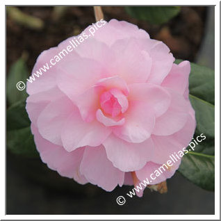 Camellia Hybride C.x williamsii 'Orchid Beauty'