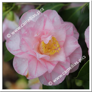 Camellia Japonica 'Orchid Pink '