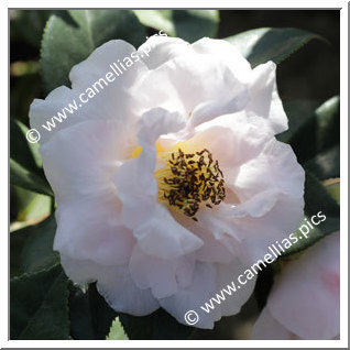 Camellia Hybride C.x williamsii 'Orchid Princess'