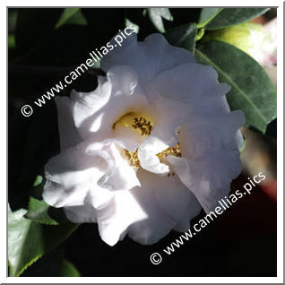 Camellia Hybride C.x williamsii 'Orchid Princess'