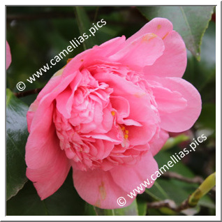 Camellia Japonica 'Orestina Tonolli'