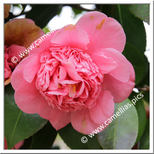 Camellia Japonica 'Orestina Tonolli'