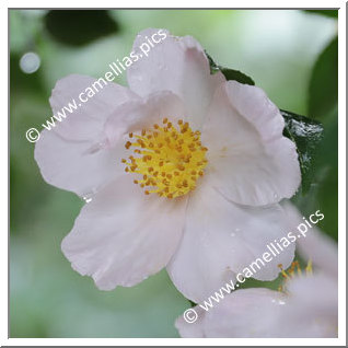 Camellia Sasanqua 'Orsola Poggi'