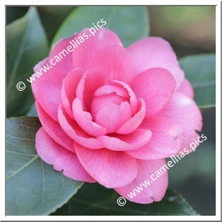 Camellia Japonica 'Ortensia Franchetti'