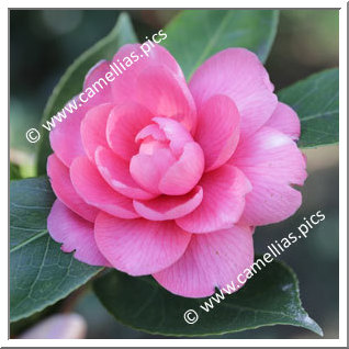 Camellia Japonica 'Ortensia Franchetti'