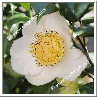 Camellia Camellia Japonica de Higo 'Osaraku '