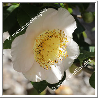 Camellia Camellia Japonica de Higo 'Osaraku '