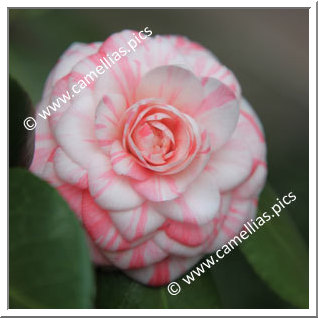 Camellia Japonica 'Oscar Borrini'